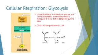 Cellular Respiration notes and Key ideas | PPTX
