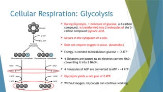 Cellular Respiration notes and Key ideas | PPTX
