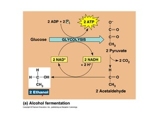 Honors ~ Cellular respiration 1213