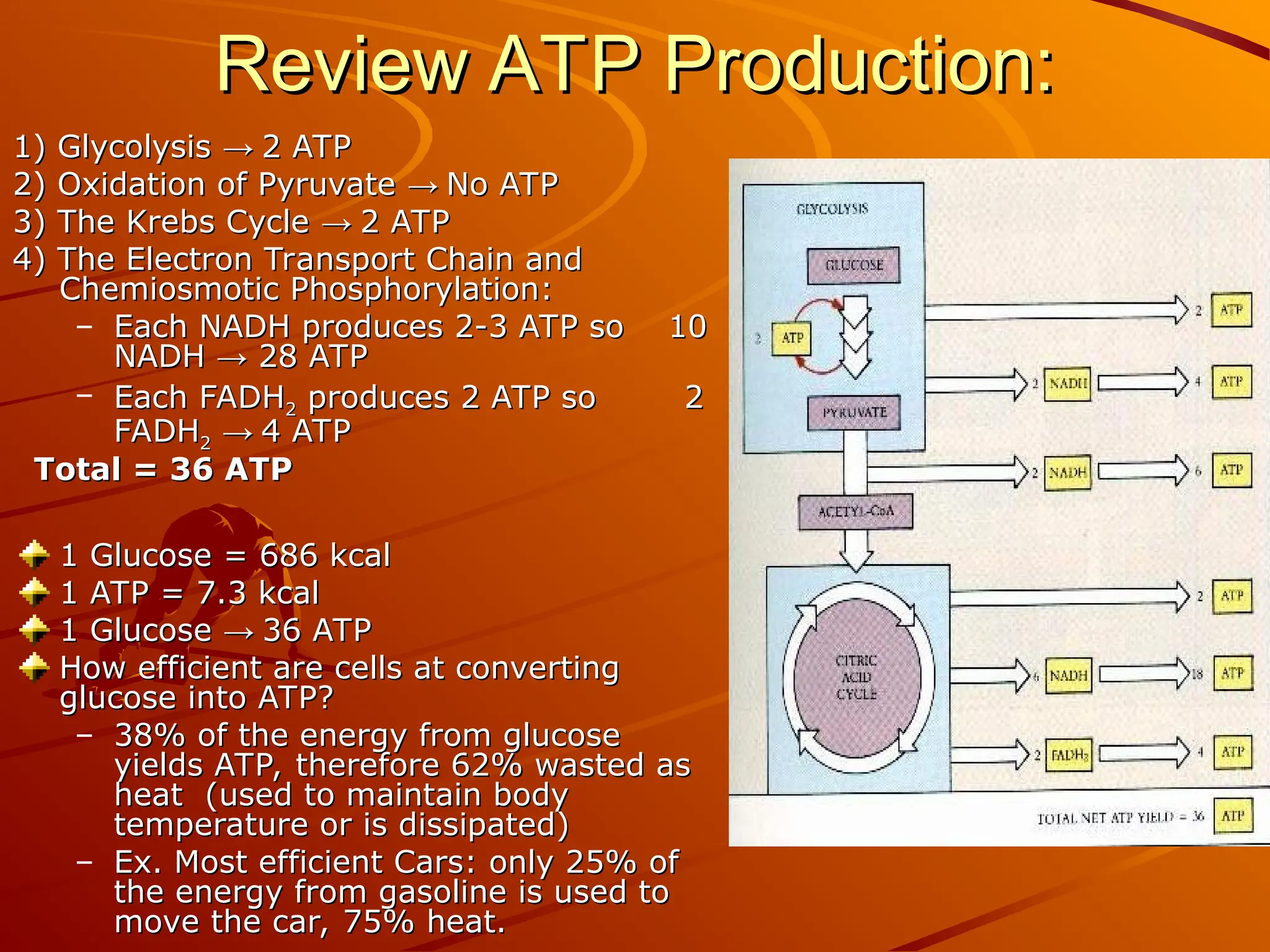cellular_respiration_2 Biology grade 9.ppt