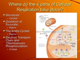 Where do the 4 parts of Cellular
Where do the 4 parts of Cellular
Respiration take place?
Respiration take place?
Glycolysis:
Glycolysis:
– Cytosol
Cytosol
Oxidation of
Oxidation of
Pyruvate:
Pyruvate:
– Matrix
Matrix
The Krebs Cycled:
The Krebs Cycled:
– Matrix
Matrix
Electron Transport
Electron Transport
Chain and
Chain and
Cheimiosmotic
Cheimiosmotic
Phosphorylation:
Phosphorylation:
– Cristae
Cristae
 