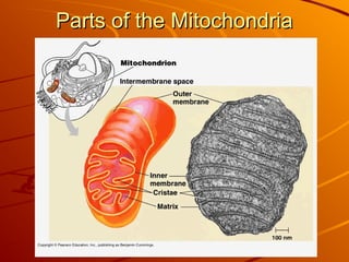Parts of the Mitochondria
Parts of the Mitochondria
 