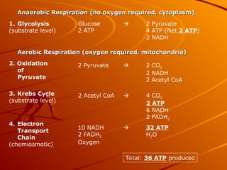 Anaerobic Respiration (no oxygen required, cytoplasm)
Anaerobic Respiration (no oxygen required, cytoplasm)
1. Glycolysis
(substrate level)
Glucose  2 Pyruvate
2 ATP 4 ATP (Net 2 ATP)
2 NADH
Aerobic Respiration (oxygen required, mitochondria)
Aerobic Respiration (oxygen required, mitochondria)
2. Oxidation
of
Pyruvate
2 Pyruvate  2 CO2
2 NADH
2 Acetyl CoA
3. Krebs Cycle
(substrate level)
2 Acetyl CoA  4 CO2
2 ATP
6 NADH
2 FADH2
4. Electron
Transport
Chain
(chemiosmotic)
10 NADH  32 ATP
2 FADH2 H2O
Oxygen
Total: 36 ATP produced
 