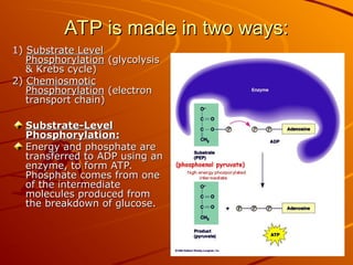 ATP is made in two ways:
ATP is made in two ways:
1)
1) Substrate Level
Substrate Level
Phosphorylation
Phosphorylation (glycolysis
(glycolysis
& Krebs cycle)
& Krebs cycle)
2)
2) Chemiosmotic
Chemiosmotic
Phosphorylation
Phosphorylation (electron
(electron
transport chain)
transport chain)
Substrate-Level
Substrate-Level
Phosphorylation:
Phosphorylation:
Energy and phosphate are
Energy and phosphate are
transferred to ADP using an
transferred to ADP using an
enzyme, to form ATP.
enzyme, to form ATP.
Phosphate comes from one
Phosphate comes from one
of the intermediate
of the intermediate
molecules produced from
molecules produced from
the breakdown of glucose.
the breakdown of glucose.
 