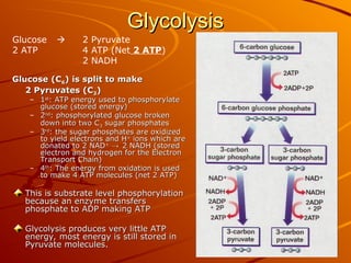 Glycolysis
Glycolysis
Glucose (C
Glucose (C6
6) is split to make
) is split to make
2 Pyruvates (C
2 Pyruvates (C3
3)
)
– 1
1st
st
: ATP energy used to phosphorylate
: ATP energy used to phosphorylate
glucose (stored energy)
glucose (stored energy)
– 2
2nd
nd
: phosphorylated glucose broken
: phosphorylated glucose broken
down into two C
down into two C3
3 sugar phosphates
sugar phosphates
– 3
3rd
rd
: the sugar phosphates are oxidized
: the sugar phosphates are oxidized
to yield electrons and H
to yield electrons and H+
+
ions which are
ions which are
donated to 2 NAD
donated to 2 NAD+
+
→
→ 2 NADH (stored
2 NADH (stored
electron and hydrogen for the Electron
electron and hydrogen for the Electron
Transport Chain)
Transport Chain)
– 4
4th
th
: The energy from oxidation is used
: The energy from oxidation is used
to make 4 ATP molecules (net 2 ATP)
to make 4 ATP molecules (net 2 ATP)
This is substrate level phosphorylation
This is substrate level phosphorylation
because an enzyme transfers
because an enzyme transfers
phosphate to ADP making ATP
phosphate to ADP making ATP
Glycolysis produces very little ATP
Glycolysis produces very little ATP
energy, most energy is still stored in
energy, most energy is still stored in
Pyruvate molecules.
Pyruvate molecules.
Glucose  2 Pyruvate
2 ATP 4 ATP (Net 2 ATP)
2 NADH
 