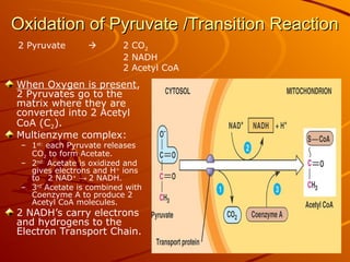 Oxidation of Pyruvate /Transition Reaction
Oxidation of Pyruvate /Transition Reaction
When Oxygen is present,
2 Pyruvates go to the
matrix where they are
converted into 2 Acetyl
CoA (C2).
Multienzyme complex:
– 1st:
each Pyruvate releases
CO2 to form Acetate.
– 2nd:
Acetate is oxidized and
gives electrons and H+
ions
to 2 NAD+
→ 2 NADH.
– 3rd
Acetate is combined with
Coenzyme A to produce 2
Acetyl CoA molecules.
2 NADH’s carry electrons
and hydrogens to the
Electron Transport Chain.
2 Pyruvate  2 CO2
2 NADH
2 Acetyl CoA
 