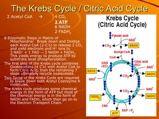 The Krebs Cycle / Citric Acid Cycle
The Krebs Cycle / Citric Acid Cycle
8 Enzymatic Steps in Matrix of
Mitochondria: Break down and Oxidize
each Acetyl CoA (2-C’s) to release 2 CO2
and yield electrons and H+
ions to
3 NAD+
+ 1 FAD → 3 NADH + FADH2.
This yields energy to produce ATP by
substrate level phosphorylation.
The first step of the Krebs cycle combines
Oxaloacetate (4 C’s) with Acetyl CoA to
form Citric Acid, then the remaining 7
steps ultimately recycle oxalacetate.
Two Turns of the Krebs Cycle are required
to break down both Acetyl Coenzyme A
molecules.
The Krebs cycle produces some chemical
energy in the form of ATP but most of
the chemical energy is in the form of
NADH and FADH2 which then go on to
the Electron Transport Chain.
2 Acetyl CoA  4 CO2
2 ATP
6 NADH
2 FADH2
 
