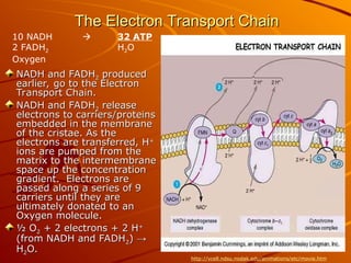 The Electron Transport Chain
The Electron Transport Chain
NADH and FADH
NADH and FADH2
2 produced
produced
earlier, go to the Electron
earlier, go to the Electron
Transport Chain.
Transport Chain.
NADH and FADH
NADH and FADH2
2 release
release
electrons to carriers/proteins
electrons to carriers/proteins
embedded in the membrane
embedded in the membrane
of the cristae. As the
of the cristae. As the
electrons are transferred, H
electrons are transferred, H+
+
ions are pumped from the
ions are pumped from the
matrix to the intermembrane
matrix to the intermembrane
space up the concentration
space up the concentration
gradient. Electrons are
gradient. Electrons are
passed along a series of 9
passed along a series of 9
carriers until they are
carriers until they are
ultimately donated to an
ultimately donated to an
Oxygen molecule.
Oxygen molecule.
½ O
½ O2
2 + 2 electrons + 2 H
+ 2 electrons + 2 H+
+
(from NADH and FADH
(from NADH and FADH2
2)
) →
→
H
H2
2O.
O.
10 NADH  32 ATP
2 FADH2 H2O
Oxygen
http://vcell.ndsu.nodak.edu/animations/etc/movie.htm
 
