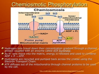 Chemiosmotic Phosphorylation
Chemiosmotic Phosphorylation
Hydrogen ions travel down their concentration gradient through a channel
Hydrogen ions travel down their concentration gradient through a channel
protein coupled with an enzyme called
protein coupled with an enzyme called ATP Synthase
ATP Synthase.
.
As H
As H+
+
ions move into the matrix, energy is released and used to combine
ions move into the matrix, energy is released and used to combine
ADP + P
ADP + P →
→ ATP.
ATP.
Hydrogens are recycled and pumped back across the cristae using the
Hydrogens are recycled and pumped back across the cristae using the
Electron Transport Chain.
Electron Transport Chain.
ATP diffuses out of the mitochondria through channel proteins to be used
ATP diffuses out of the mitochondria through channel proteins to be used
by the cell.
by the cell.
http://vcell.ndsu.nodak.edu/animations/atpgradient/movie.htm
 