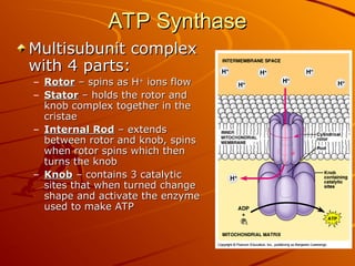 ATP Synthase
ATP Synthase
Multisubunit complex
Multisubunit complex
with 4 parts:
with 4 parts:
– Rotor
Rotor – spins as H
– spins as H+
+
ions flow
ions flow
– Stator
Stator – holds the rotor and
– holds the rotor and
knob complex together in the
knob complex together in the
cristae
cristae
– Internal Rod
Internal Rod – extends
– extends
between rotor and knob, spins
between rotor and knob, spins
when rotor spins which then
when rotor spins which then
turns the knob
turns the knob
– Knob
Knob – contains 3 catalytic
– contains 3 catalytic
sites that when turned change
sites that when turned change
shape and activate the enzyme
shape and activate the enzyme
used to make ATP
used to make ATP
 