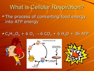 What is Cellular Respiration?
What is Cellular Respiration?
The process of converting food energy
The process of converting food energy
into ATP energy
into ATP energy
C
C6
6H
H12
12O
O6
6 + 6 O
+ 6 O2
2 →
→ 6 CO
6 CO2
2 + 6 H
+ 6 H2
2O + 36 ATP
O + 36 ATP
 