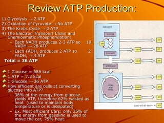 Review ATP Production:
Review ATP Production:
1) Glycolysis
1) Glycolysis →
→ 2 ATP
2 ATP
2) Oxidation of Pyruvate
2) Oxidation of Pyruvate →
→ No ATP
No ATP
3) The Krebs Cycle
3) The Krebs Cycle →
→ 2 ATP
2 ATP
4) The Electron Transport Chain and
4) The Electron Transport Chain and
Chemiosmotic Phosphorylation:
Chemiosmotic Phosphorylation:
– Each NADH produces 2-3 ATP so 10
Each NADH produces 2-3 ATP so 10
NADH
NADH →
→ 28 ATP
28 ATP
– Each FADH
Each FADH2
2 produces 2 ATP so 2
produces 2 ATP so 2
FADH
FADH2
2 →
→ 4 ATP
4 ATP
Total = 36 ATP
Total = 36 ATP
1 Glucose = 686 kcal
1 Glucose = 686 kcal
1 ATP = 7.3 kcal
1 ATP = 7.3 kcal
1 Glucose
1 Glucose →
→ 36 ATP
36 ATP
How efficient are cells at converting
How efficient are cells at converting
glucose into ATP?
glucose into ATP?
– 38% of the energy from glucose
38% of the energy from glucose
yields ATP, therefore 62% wasted as
yields ATP, therefore 62% wasted as
heat (used to maintain body
heat (used to maintain body
temperature or is dissipated)
temperature or is dissipated)
– Ex. Most efficient Cars: only 25% of
Ex. Most efficient Cars: only 25% of
the energy from gasoline is used to
the energy from gasoline is used to
move the car, 75% heat.
move the car, 75% heat.
 