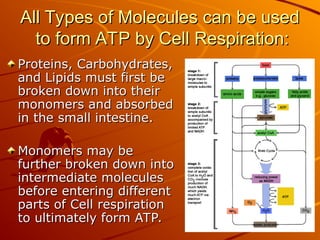 All Types of Molecules can be used
All Types of Molecules can be used
to form ATP by Cell Respiration:
to form ATP by Cell Respiration:
Proteins, Carbohydrates,
Proteins, Carbohydrates,
and Lipids must first be
and Lipids must first be
broken down into their
broken down into their
monomers and absorbed
monomers and absorbed
in the small intestine.
in the small intestine.
Monomers may be
Monomers may be
further broken down into
further broken down into
intermediate molecules
intermediate molecules
before entering different
before entering different
parts of Cell respiration
parts of Cell respiration
to ultimately form ATP.
to ultimately form ATP.
 