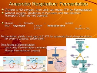 Anaerobic Respiration: Fermentation
Anaerobic Respiration: Fermentation
If there is NO oxygen, then cells can make ATP by
If there is NO oxygen, then cells can make ATP by Fermentation
Fermentation
Without oxygen, Oxidation of Pyruvate and the Electron
Without oxygen, Oxidation of Pyruvate and the Electron
Transport Chain do not operate.
Transport Chain do not operate.
Glucose
Glucose →
→ Pyruvate
Pyruvate →
→ Lactate
Lactate
NAD
NAD+
+
Glycolysis
Glycolysis 2 NADH
2 NADH Reduction Rxn
Reduction Rxn or
or
2 ATP
2 ATP Alcohol + CO
Alcohol + CO2
2
Fermentation yields a net gain of 2 ATP by substrate level phosphorylation
Fermentation yields a net gain of 2 ATP by substrate level phosphorylation
for every 1 Glucose. (Inefficient)
for every 1 Glucose. (Inefficient)
Two Forms of Fermentation
Two Forms of Fermentation:
:
Lactic Acid Fermentation (animals)
Lactic Acid Fermentation (animals)
Alcohol Fermentation (yeast)
Alcohol Fermentation (yeast)
 