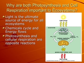 Why are both Photosynthesis and Cell
Why are both Photosynthesis and Cell
Respiration important to Ecosystems?
Respiration important to Ecosystems?
Light is the ultimate
Light is the ultimate
source of energy for all
source of energy for all
ecosystems
ecosystems
Chemicals cycle and
Chemicals cycle and
Energy flows
Energy flows
Photosynthesis and
Photosynthesis and
cellular respiration are
cellular respiration are
opposite reactions
opposite reactions
 