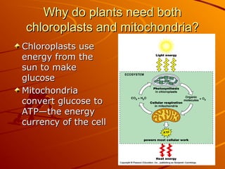 Why do plants need both
Why do plants need both
chloroplasts and mitochondria?
chloroplasts and mitochondria?
Chloroplasts use
Chloroplasts use
energy from the
energy from the
sun to make
sun to make
glucose
glucose
Mitochondria
Mitochondria
convert glucose to
convert glucose to
ATP—the energy
ATP—the energy
currency of the cell
currency of the cell
 