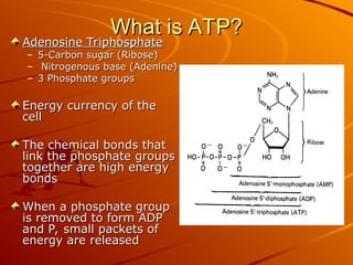 What is ATP?
What is ATP?
Adenosine Triphosphate
Adenosine Triphosphate
– 5-Carbon sugar (Ribose)
5-Carbon sugar (Ribose)
– Nitrogenous base (Adenine)
Nitrogenous base (Adenine)
– 3 Phosphate groups
3 Phosphate groups
Energy currency of the
Energy currency of the
cell
cell
The chemical bonds that
The chemical bonds that
link the phosphate groups
link the phosphate groups
together are high energy
together are high energy
bonds
bonds
When a phosphate group
When a phosphate group
is removed to form ADP
is removed to form ADP
and P, small packets of
and P, small packets of
energy are released
energy are released
 