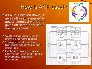 How is ATP used?
How is ATP used?
As ATP is broken down, it
As ATP is broken down, it
gives off usable energy to
gives off usable energy to
power chemical work and
power chemical work and
gives off some nonusable
gives off some nonusable
energy as heat.
energy as heat.
Synthesizing molecules for
Synthesizing molecules for
growth and reproduction
growth and reproduction
Transport work – active
Transport work – active
transport, endocytosis, and
transport, endocytosis, and
exocytosis
exocytosis
Mechanical work – muscle
Mechanical work – muscle
contraction, cilia and flagella
contraction, cilia and flagella
movement, organelle
movement, organelle
movement
movement
 