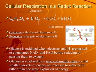 Cellular Respiration is a Redox Reaction
Cellular Respiration is a Redox Reaction
C
C6
6H
H12
12O
O6
6 + 6 O
+ 6 O2
2 → 6 CO
→ 6 CO2
2 + 6 H
+ 6 H2
2O
O
Oxidation
Oxidation is the loss of electrons or H
is the loss of electrons or H+
+
Reduction
Reduction is the gain of electrons or H
is the gain of electrons or H+
+
Glucose is oxidized when electrons and H
Glucose is oxidized when electrons and H+
+
are passed
are passed
to coenzymes NAD
to coenzymes NAD+
+
and FAD before reducing or
and FAD before reducing or
passing them to oxygen.
passing them to oxygen.
Glucose is oxidized by a
Glucose is oxidized by a series of smaller steps
series of smaller steps so that
so that
smaller packets of energy are released to make ATP,
smaller packets of energy are released to make ATP,
rather than one large explosion of energy.
rather than one large explosion of energy.
(Oxidation)
(Reduction)
 
