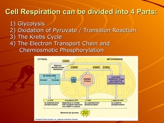 Cell Respiration can be divided into 4 Parts:
Cell Respiration can be divided into 4 Parts:
1) Glycolysis
1) Glycolysis
2) Oxidation of Pyruvate / Transition Reaction
2) Oxidation of Pyruvate / Transition Reaction
3) The Krebs Cycle
3) The Krebs Cycle
4) The Electron Transport Chain and
4) The Electron Transport Chain and
Chemiosmotic Phosphorylation
Chemiosmotic Phosphorylation
 