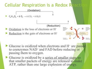 Cellular Respiration: a brief introduction for nurses | PPT