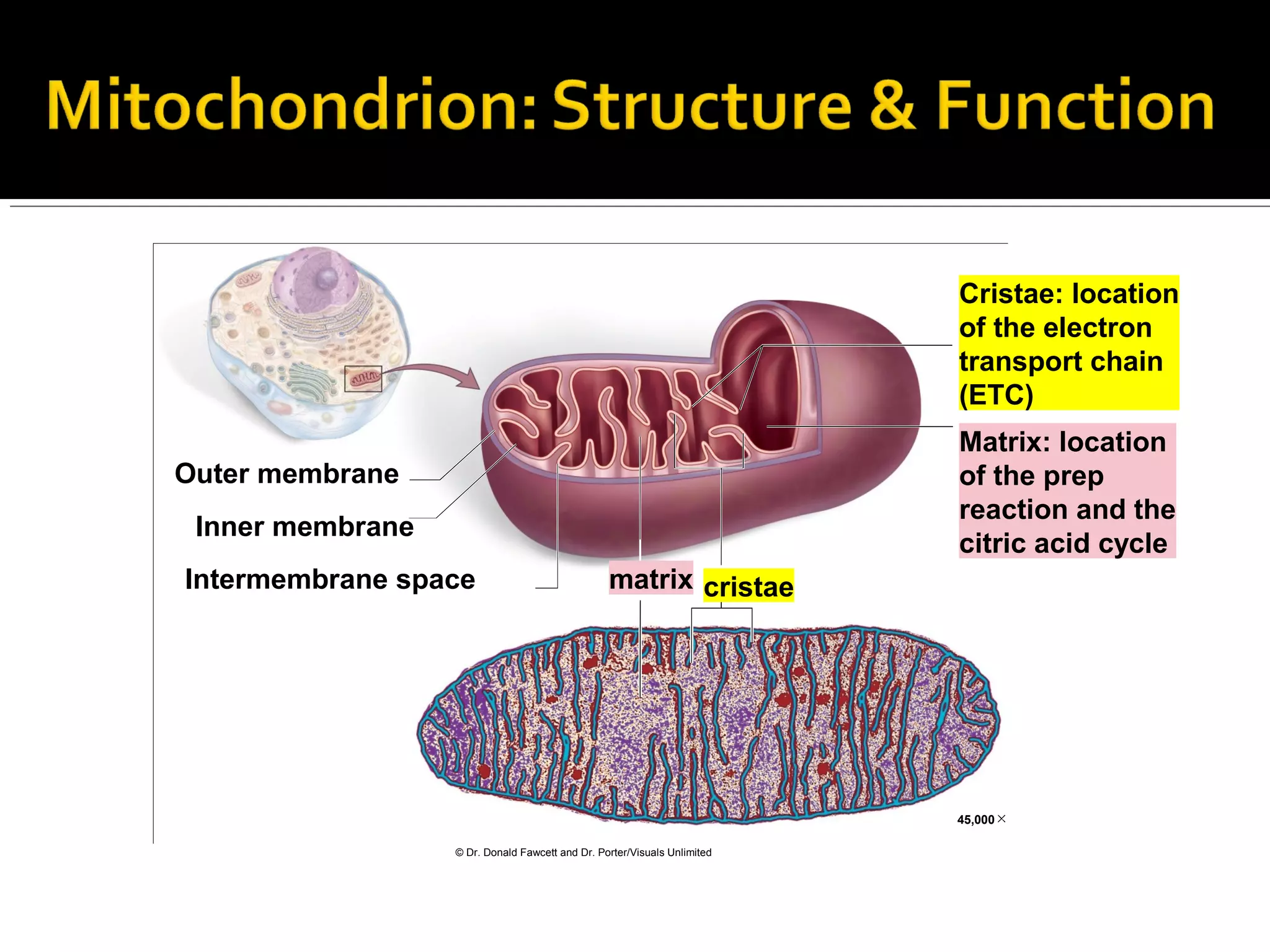 Cristae: location
                                                                          of the electron
                                                                          transport chain
                                                                          (ETC)
                                                                          Matrix: location
Outer membrane                                                            of the prep
                                                                          reaction and the
 Inner membrane
                                                                          citric acid cycle
Intermembrane space                              matrix cristae




                                                                          45,000

                  © Dr. Donald Fawcett and Dr. Porter/Visuals Unlimited
 