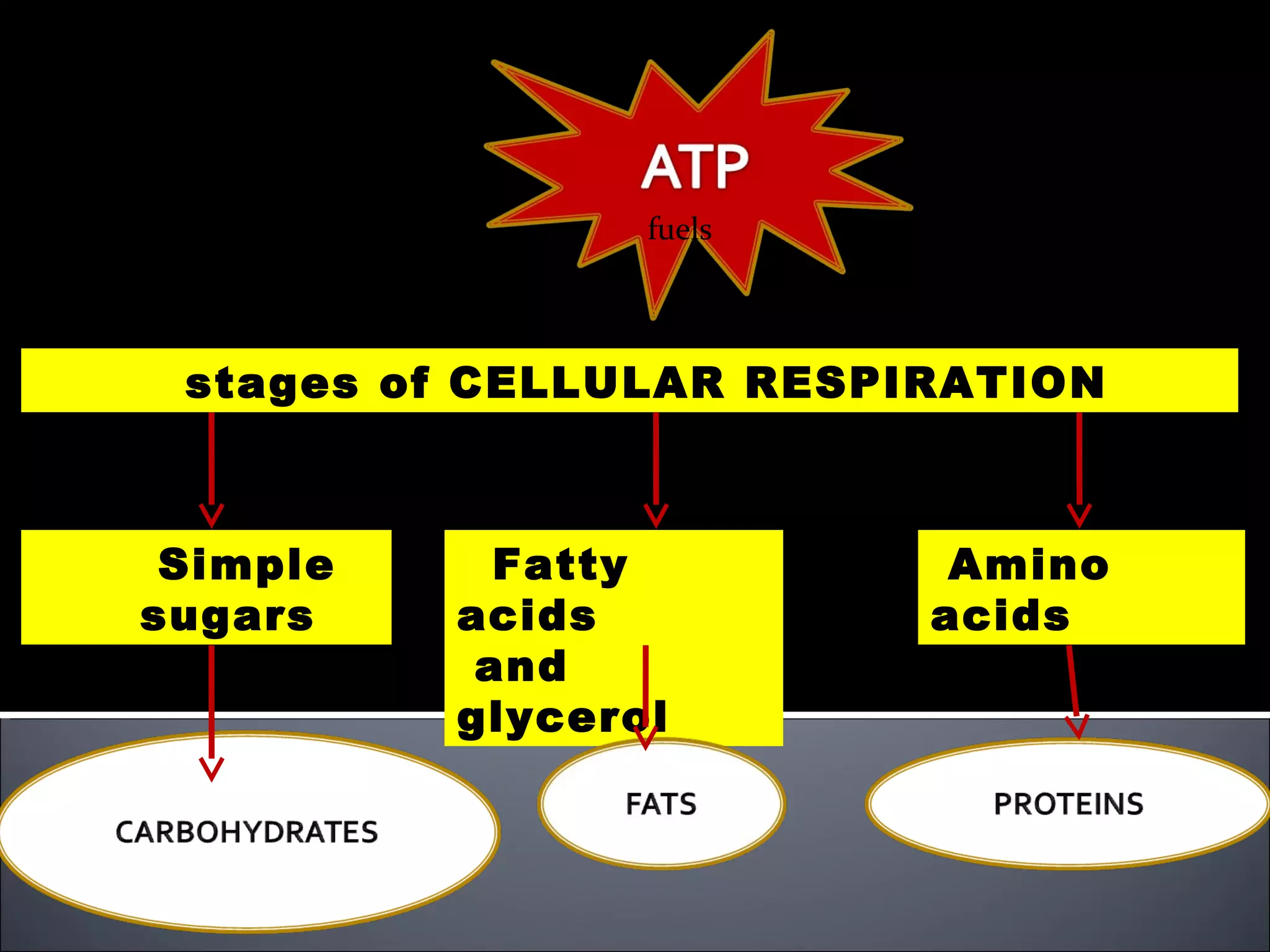fuels



 stages of CELLULAR RESPIRATION



 Simple     Fatty         Amino
sugars    acids          acids
           and
          glycerol
 