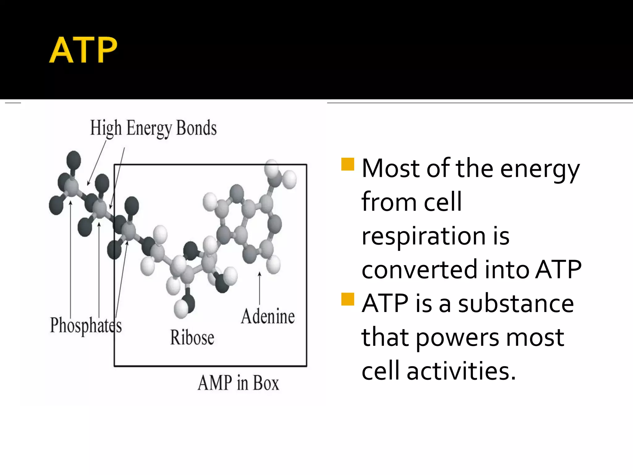  Most of the energy
  from cell
  respiration is
  converted into ATP
 ATP is a substance
  that powers most
  cell activities.
 