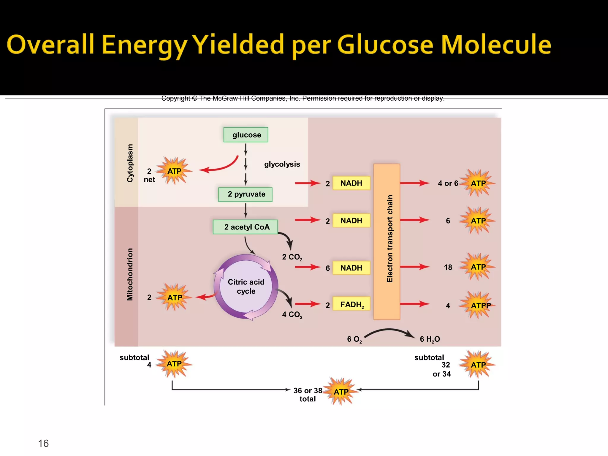 Copyright © The McGraw-Hill Companies, Inc. Permission required for reproduction or display.




                                                   glucose
      Cytoplasm



                                                             glycolysis
                       2     ATP
                      net                                                             NADH
                                                                                 2                                                   4 or 6   ATP
                                                 2 pyruvate




                                                                                                    Electron transport chain
                                                                                 2    NADH                                               6    ATP
                                                2 acetyl CoA
      Mitochondrion




                                                                   2 CO2
                                                                                 6    NADH                                               18   ATP
                                                 Citric acid
                                                    cycle
                      2      ATP
                                                                                 2    FADH2                                              4    ATPP
                                                                   4 CO2


                                                                                        6 O2                                    6 H2 O

     subtotal                                                                                                                  subtotal
            4                ATP                                                                                                      32      ATP
                                                                                                                                   or 34

                                                                      36 or 38       ATP
                                                                       total




16
 