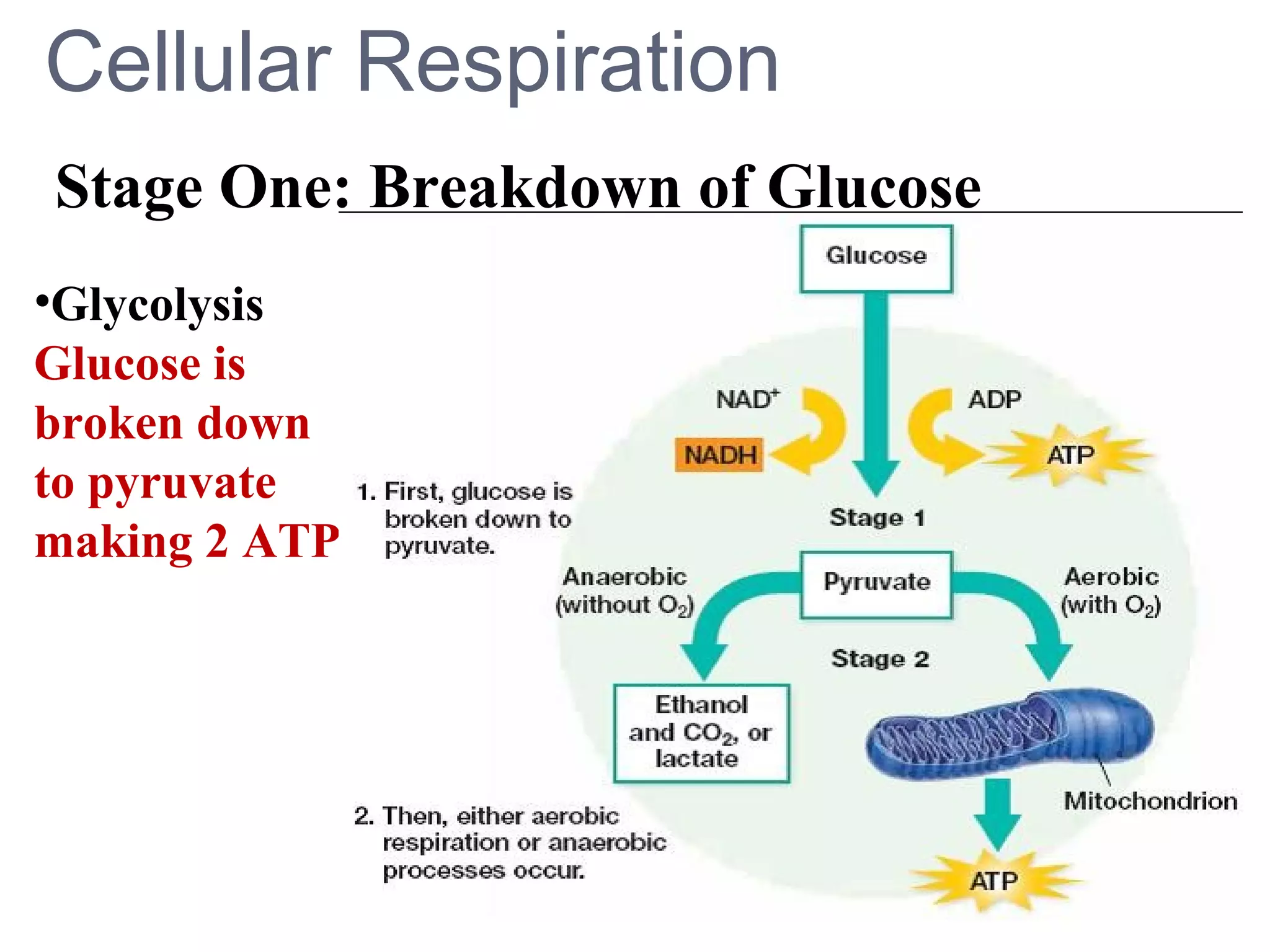 Cellular Respiration
Stage One: Breakdown of Glucose
•Glycolysis
Glucose is
broken down
to pyruvate
making 2 ATP.
 