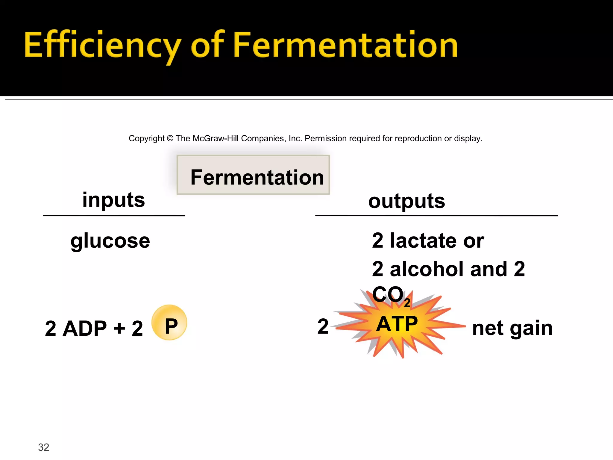 Copyright © The McGraw-Hill Companies, Inc. Permission required for reproduction or display.




                         Fermentation
      inputs                                                            outputs
     glucose                                                             2 lactate or
                                                                         2 alcohol and 2
                                                                         CO2
 2 ADP + 2 P                                               2             ATP        net gain




32
 