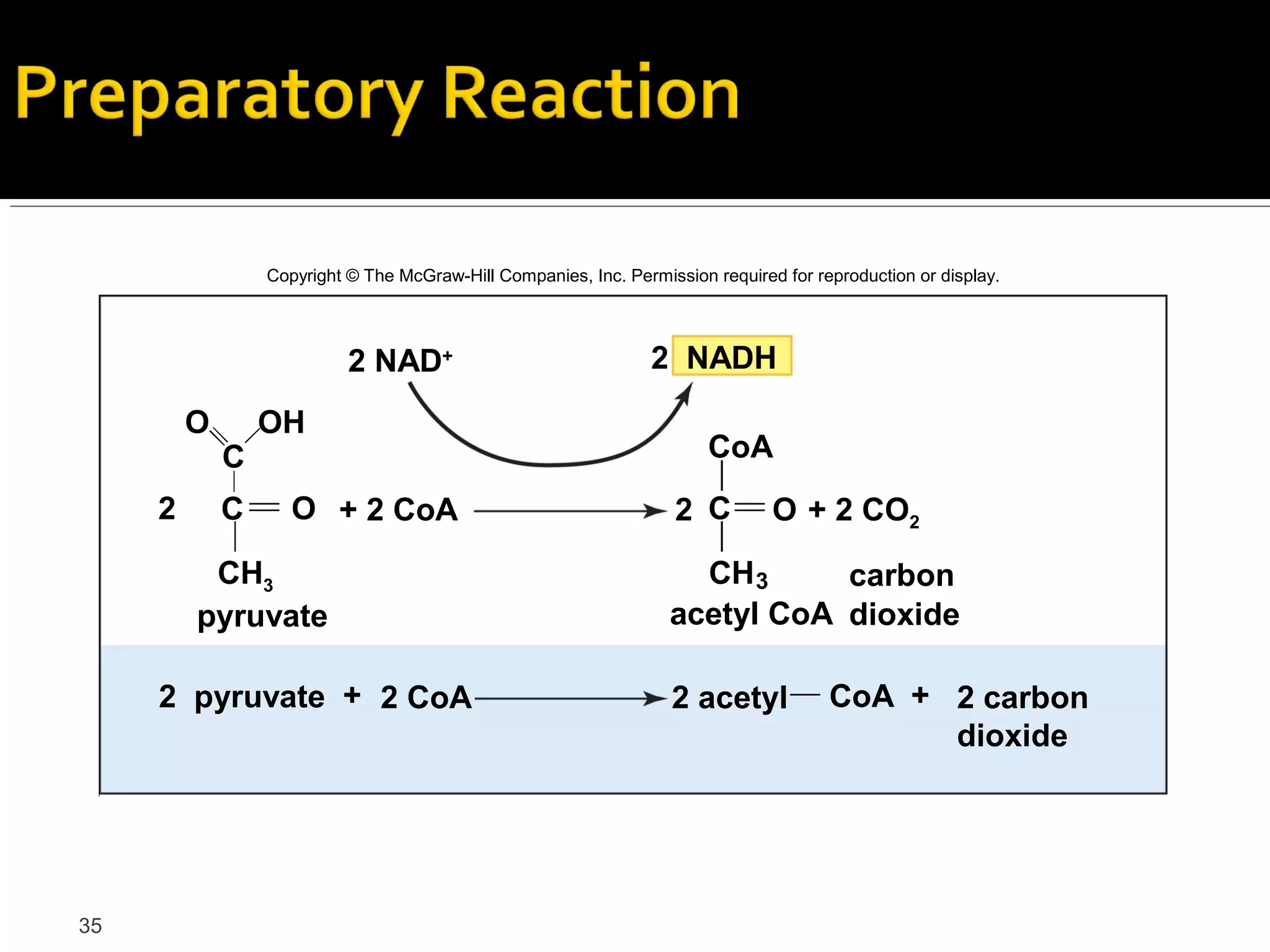 Copyright © The McGraw-Hill Companies, Inc. Permission required for reproduction or display.




                           2 NAD+                                2 NADH

         O       OH
             C                                                          CoA
     2       C      O + 2 CoA                                       2 C         O + 2 CO2
          CH3                                                        CH 3     carbon
         pyruvate                                                  acetyl CoA dioxide

     2 pyruvate + 2 CoA                                            2 acetyl            CoA + 2 carbon
                                                                                             dioxide




35
 