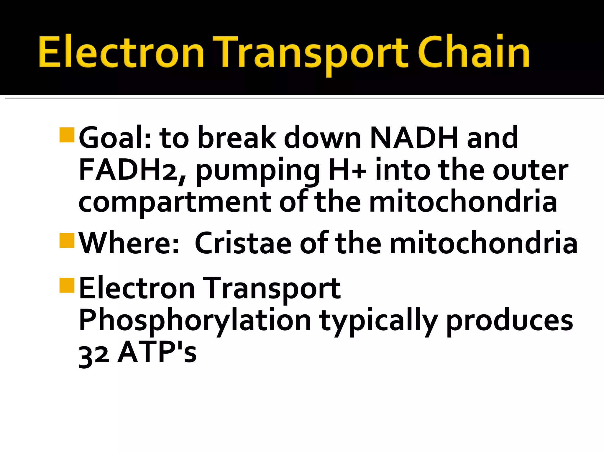 Goal: to break down NADH and
 FADH2, pumping H+ into the outer
 compartment of the mitochondria
Where: Cristae of the mitochondria
Electron Transport
 Phosphorylation typically produces
 32 ATP's
 