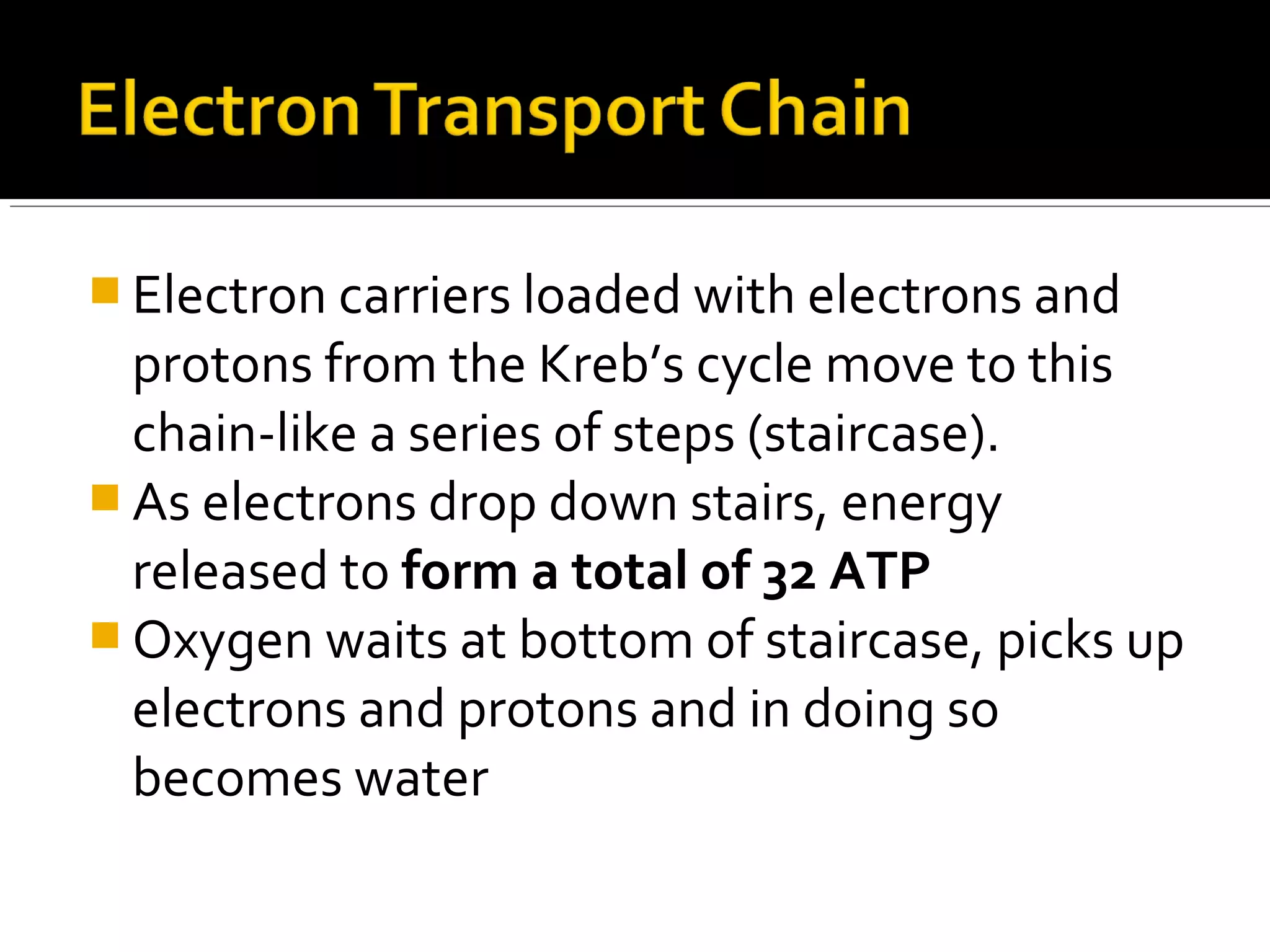  Electron carriers loaded with electrons and
  protons from the Kreb’s cycle move to this
  chain-like a series of steps (staircase).
 As electrons drop down stairs, energy
  released to form a total of 32 ATP
 Oxygen waits at bottom of staircase, picks up
  electrons and protons and in doing so
  becomes water
 