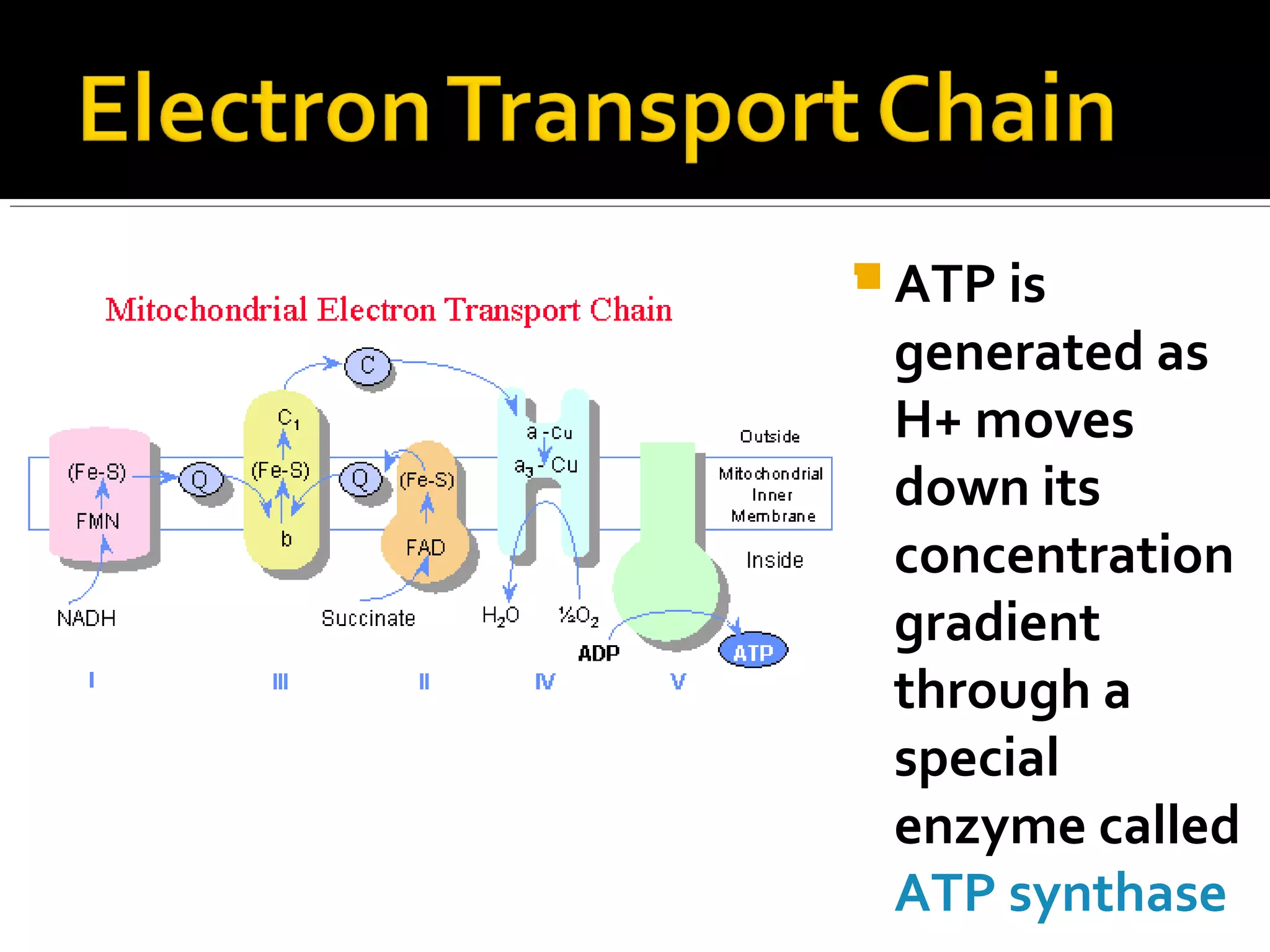  ATP is
 generated as
 H+ moves
 down its
 concentration
 gradient
 through a
 special
 enzyme called
 ATP synthase
 