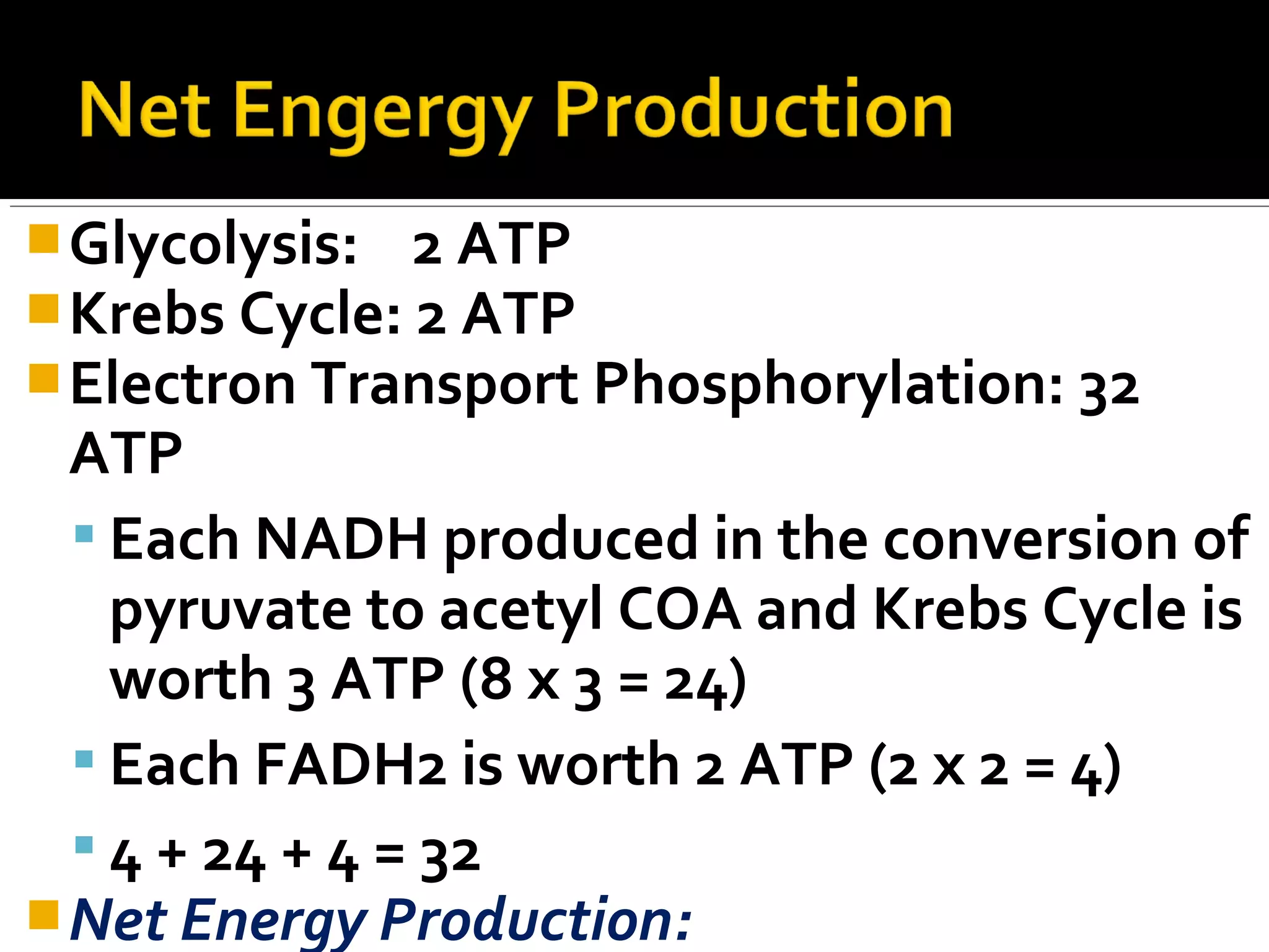  Glycolysis: 2 ATP
 Krebs Cycle: 2 ATP
 Electron Transport Phosphorylation: 32
  ATP
   Each NADH produced in the conversion of
    pyruvate to acetyl COA and Krebs Cycle is
    worth 3 ATP (8 x 3 = 24)
   Each FADH2 is worth 2 ATP (2 x 2 = 4)
   4 + 24 + 4 = 32
 Net Energy Production:
 