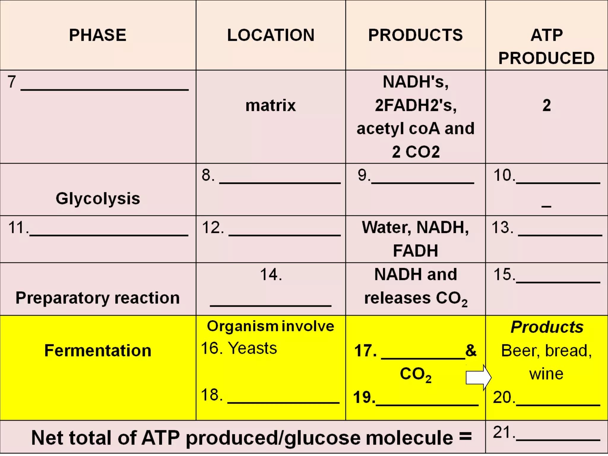 Cellular respiration 2012