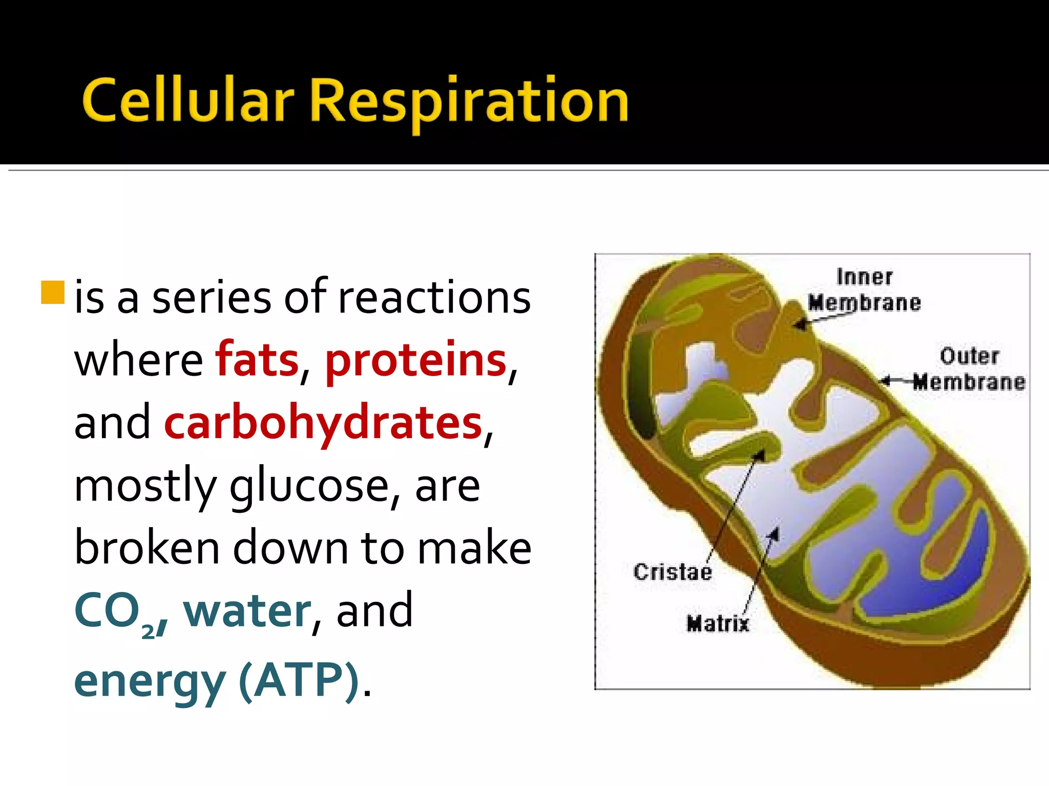  is a series of reactions
 where fats, proteins,
 and carbohydrates,
 mostly glucose, are
 broken down to make
 CO2, water, and
 energy (ATP).
 