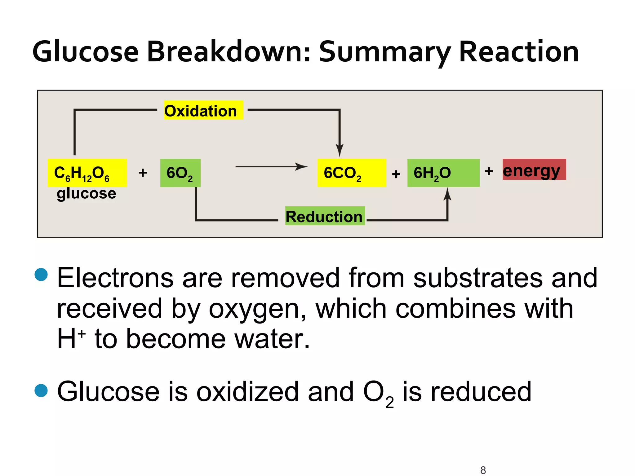 Glucose Breakdown: Summary Reaction
               Oxidation


 C6H12O6   +   6O2             6CO2    + 6H2O   + energy
 glucose
                           Reduction


 Electronsare removed from substrates and
 received by oxygen, which combines with
 H+ to become water.
 Glucose      is oxidized and O2 is reduced

                                                8
 