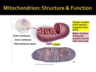 Cristae: location
                                                                          of the electron
                                                                          transport chain
                                                                          (ETC)
                                                                          Matrix: location
Outer membrane                                                            of the prep
                                                                          reaction and the
 Inner membrane
                                                                          citric acid cycle
Intermembrane space                              matrix cristae




                                                                          45,000

                  © Dr. Donald Fawcett and Dr. Porter/Visuals Unlimited
 