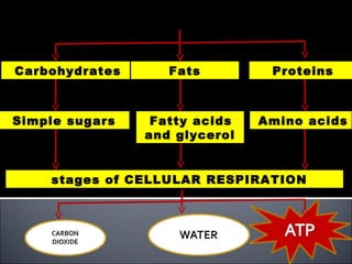 FOOD

Carbohydrates      Fats         Proteins



Simple sugars    Fatty acids   Amino acids
                and glycerol


    stages of CELLULAR RESPIRATION
 