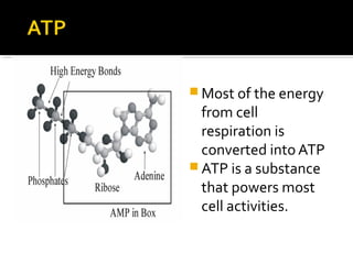  Most of the energy
  from cell
  respiration is
  converted into ATP
 ATP is a substance
  that powers most
  cell activities.
 