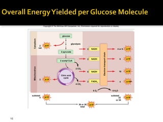 Copyright © The McGraw-Hill Companies, Inc. Permission required for reproduction or display.




                                                   glucose
      Cytoplasm



                                                             glycolysis
                       2     ATP
                      net                                                             NADH
                                                                                 2                                                   4 or 6   ATP
                                                 2 pyruvate




                                                                                                    Electron transport chain
                                                                                 2    NADH                                               6    ATP
                                                2 acetyl CoA
      Mitochondrion




                                                                   2 CO2
                                                                                 6    NADH                                               18   ATP
                                                 Citric acid
                                                    cycle
                      2      ATP
                                                                                 2    FADH2                                              4    ATPP
                                                                   4 CO2


                                                                                        6 O2                                    6 H2 O

     subtotal                                                                                                                  subtotal
            4                ATP                                                                                                      32      ATP
                                                                                                                                   or 34

                                                                      36 or 38       ATP
                                                                       total




16
 
