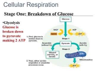Cellular Respiration
Stage One: Breakdown of Glucose
•Glycolysis
Glucose is
broken down
to pyruvate
making 2 ATP.
 