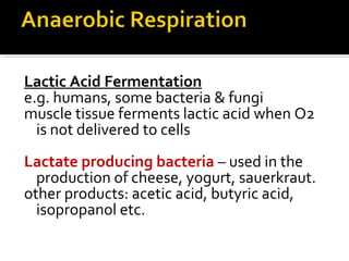 Lactic Acid Fermentation
e.g. humans, some bacteria & fungi
muscle tissue ferments lactic acid when O2
  is not delivered to cells
Lactate producing bacteria – used in the
  production of cheese, yogurt, sauerkraut.
other products: acetic acid, butyric acid,
  isopropanol etc.
 
