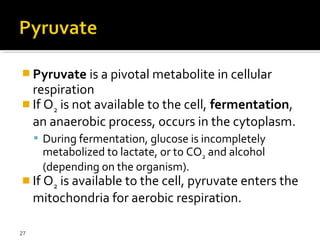  Pyruvate is a pivotal metabolite in cellular
  respiration
 If O2 is not available to the cell, fermentation,
  an anaerobic process, occurs in the cytoplasm.
      During fermentation, glucose is incompletely
      metabolized to lactate, or to CO2 and alcohol
      (depending on the organism).
 If O2 is available to the cell, pyruvate enters the
     mitochondria for aerobic respiration.

27
 