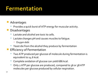     Advantages
      Provides a quick burst of ATP energy for muscular activity.
    Disadvantages
      Lactate and alcohol are toxic to cells.
      Lactate changes pH and causes muscles to fatigue.
       ▪ Oxygen debt
      Yeast die from the alcohol they produce by fermentation
    Efficiency of Fermentation
      Two ATP produced per glucose of molecule during fermentation is
       equivalent to 14.6 kcal.
      Complete oxidation of glucose can yield 686 kcal.
      Only 2 ATP per glucose are produced, compared to 36 or 38 ATP
       molecules per glucose produced by cellular respiration.
31
 