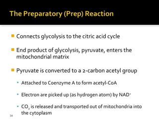     Connects glycolysis to the citric acid cycle

    End product of glycolysis, pyruvate, enters the
     mitochondrial matrix

    Pyruvate is converted to a 2-carbon acetyl group
      Attached to Coenzyme A to form acetyl-CoA

      Electron are picked up (as hydrogen atom) by NAD +

      CO2 is released and transported out of mitochondria into
34
       the cytoplasm
 
