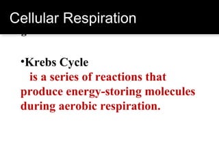 Cellular Respiration
Stage Two: Production of ATP

  •Krebs Cycle
    is a series of reactions that
  produce energy-storing molecules
  during aerobic respiration.
 
