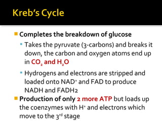  Completes the breakdown of glucose
  Takes the pyruvate (3-carbons) and breaks it
   down, the carbon and oxygen atoms end up
   in CO2 and H2O
  Hydrogens and electrons are stripped and
    loaded onto NAD+ and FAD to produce
    NADH and FADH2
 Production of only 2 more ATP but loads up
  the coenzymes with H+ and electrons which
  move to the 3rd stage
 